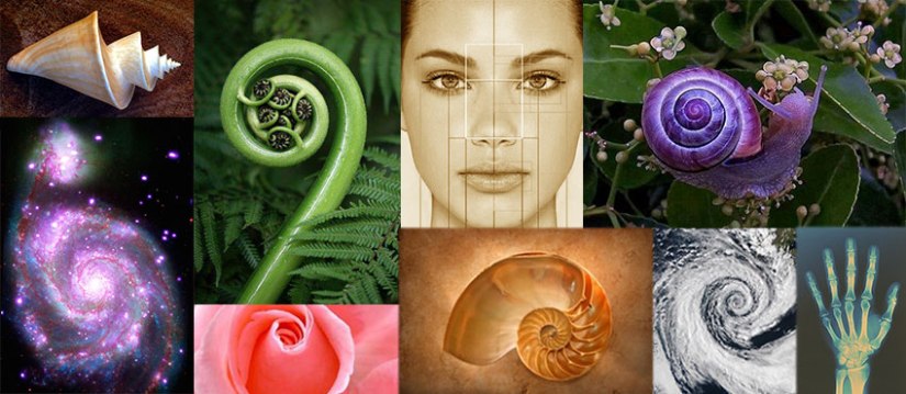 full-golden-ratio-in-nature