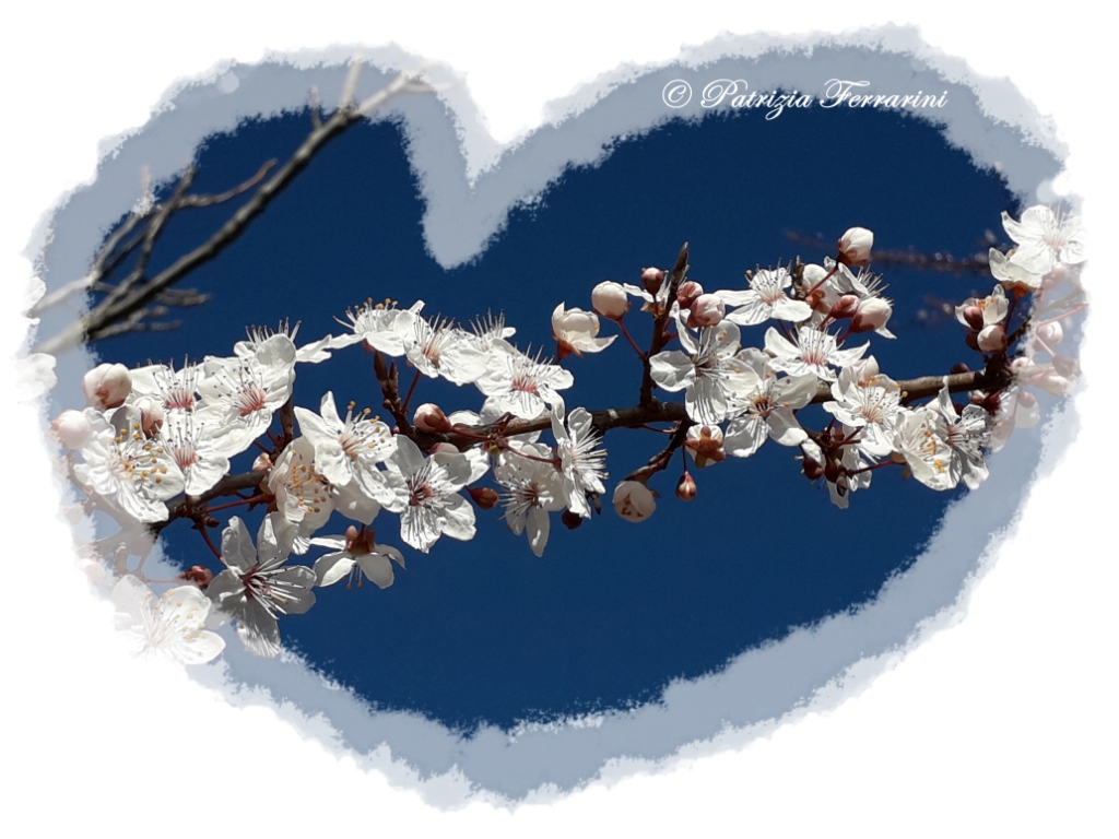 fiori_cuore_compressa